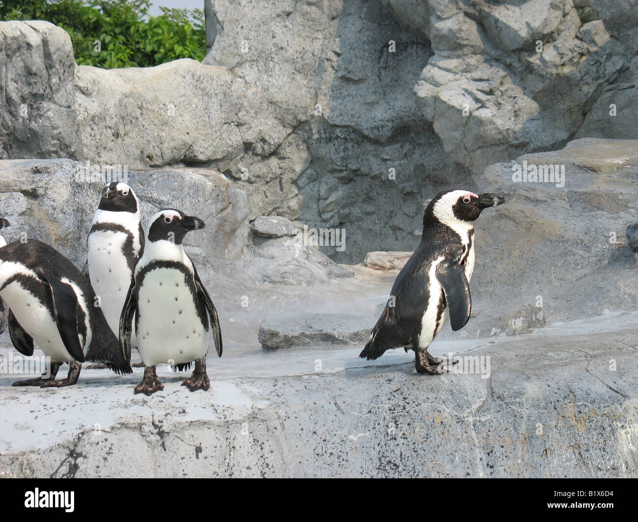 Vier Pinguine - scheint man in das Gruppenbild tolles Konzept gesellschaftlich akzeptiert werden Stockfoto