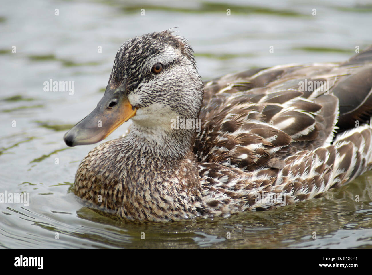 Weibliche Stockente im Sommer Stockfoto