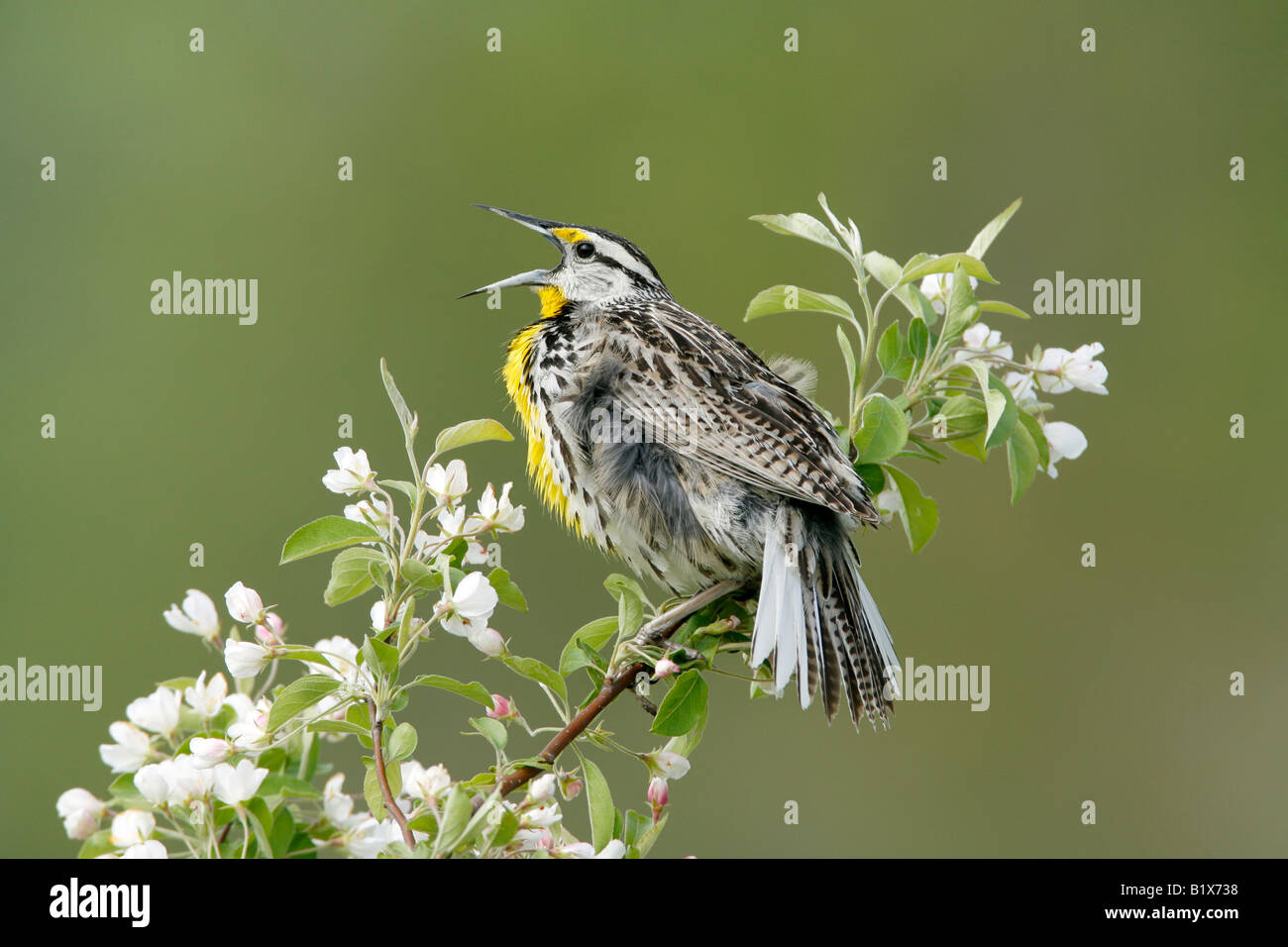 Östlichen Meadowlark Gesang in Apfel-Blüten Stockfoto