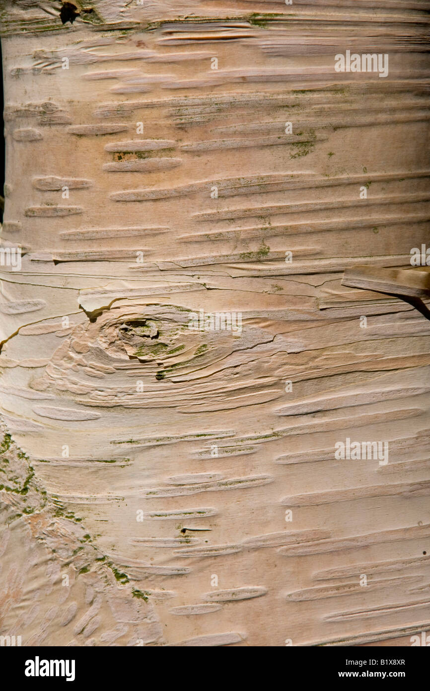 Erman s Birkenrinde Stockfoto