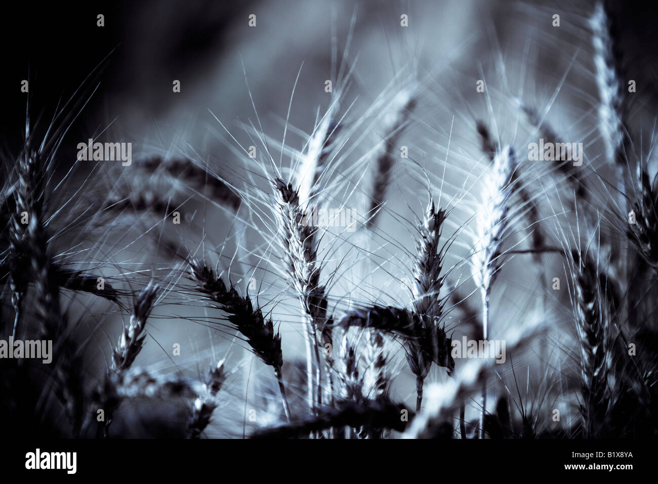 Morgenlicht fallen am Ohr der Gerste Stockfoto