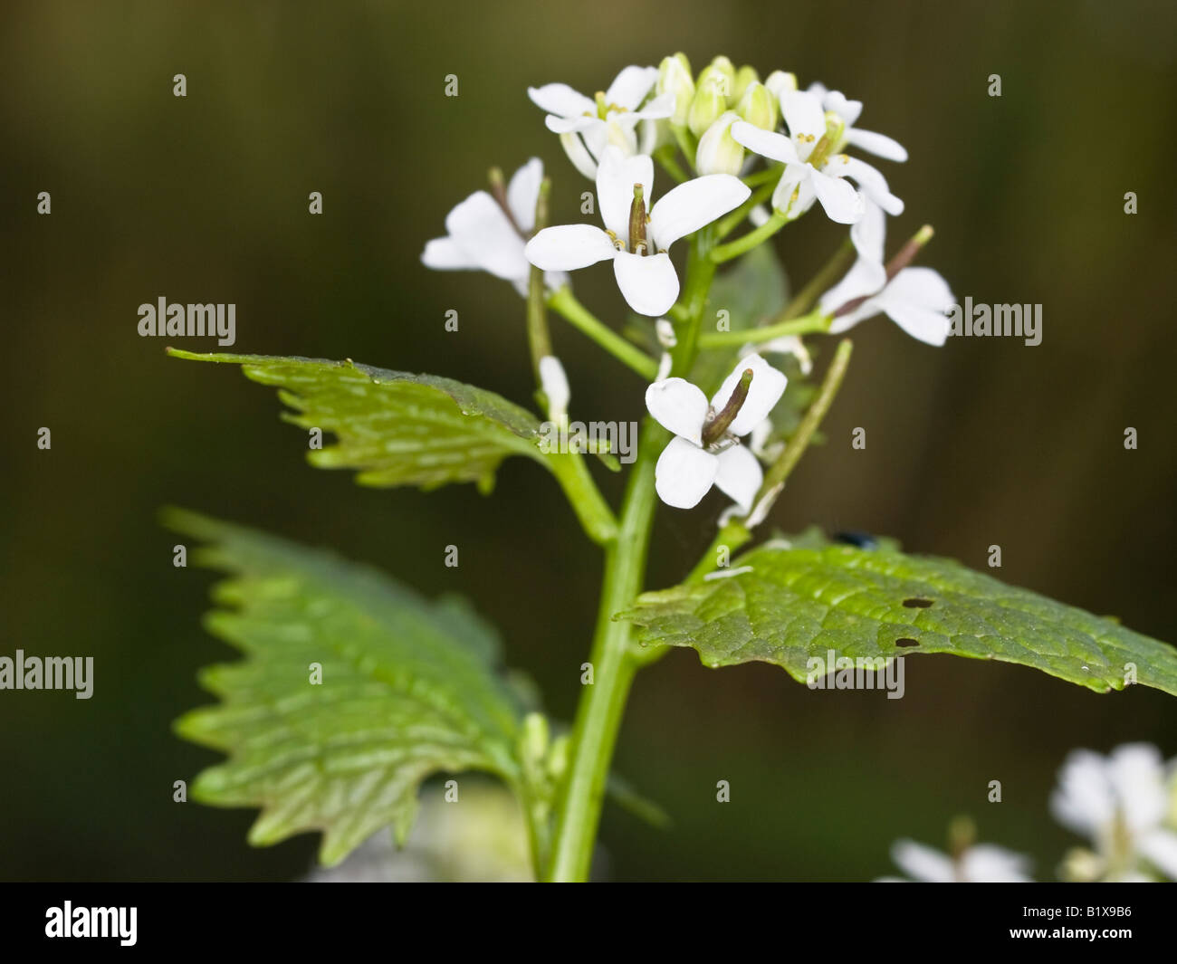 Knoblauchsrauke Alliaria Petiolata (Brassicaceae) Stockfoto