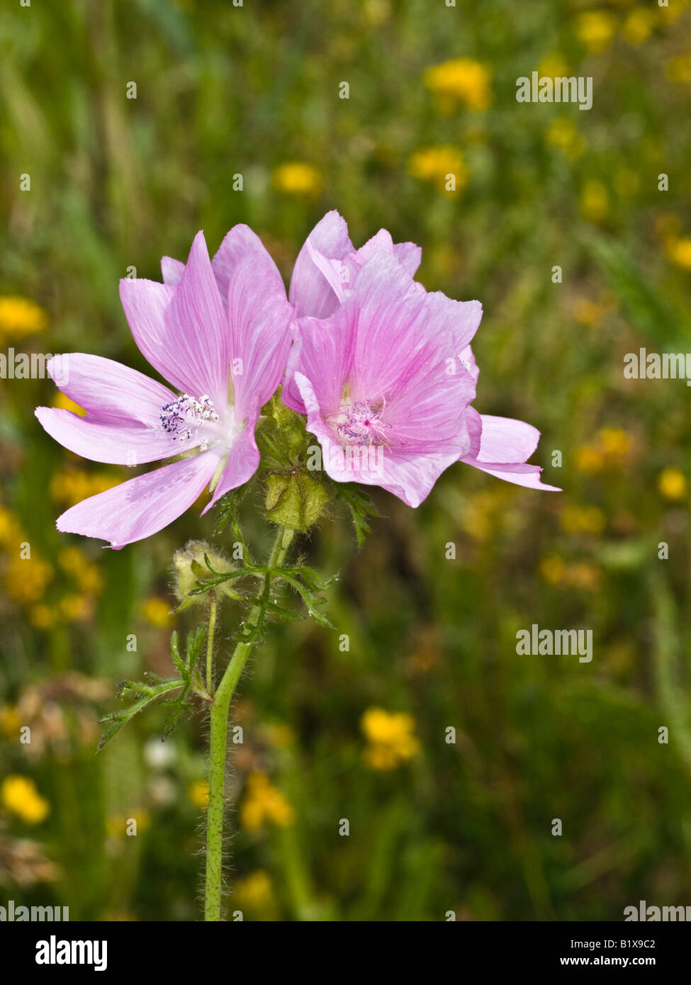 Moschusmalve Malva Moschata (Malvaceae) Stockfoto