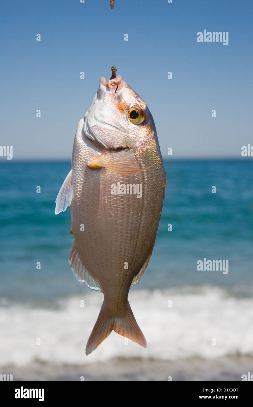 Fangfrischen Fisch Stockfoto