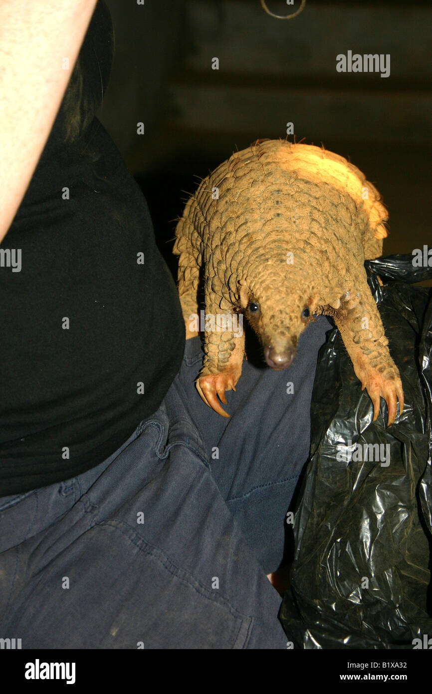 Juvenile Pangolin peering aus der Plastiktüte, während im Rettungszentrum gewogen werden Stockfoto