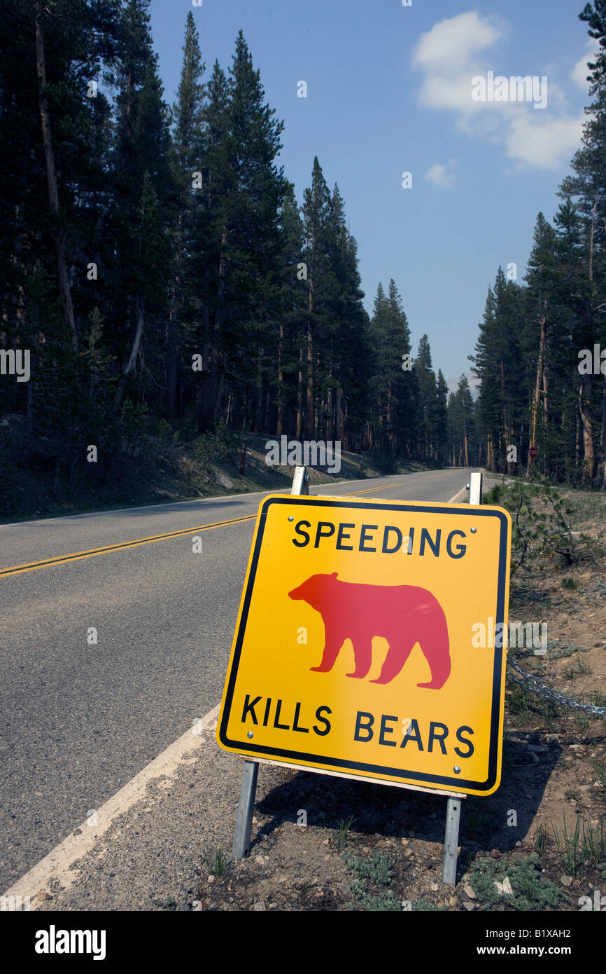 Ein gelb-schwarzes Schild mit einem roten Bären abgebildet entlang Tioga Road, die Fahrer warnt, dass "Speeding tötet Bären" Stockfoto