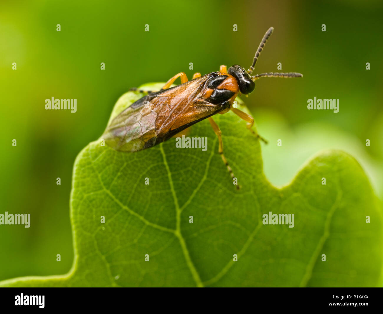 Rübe Blattwespen Athalia Rosae (Symphyta) Stockfoto