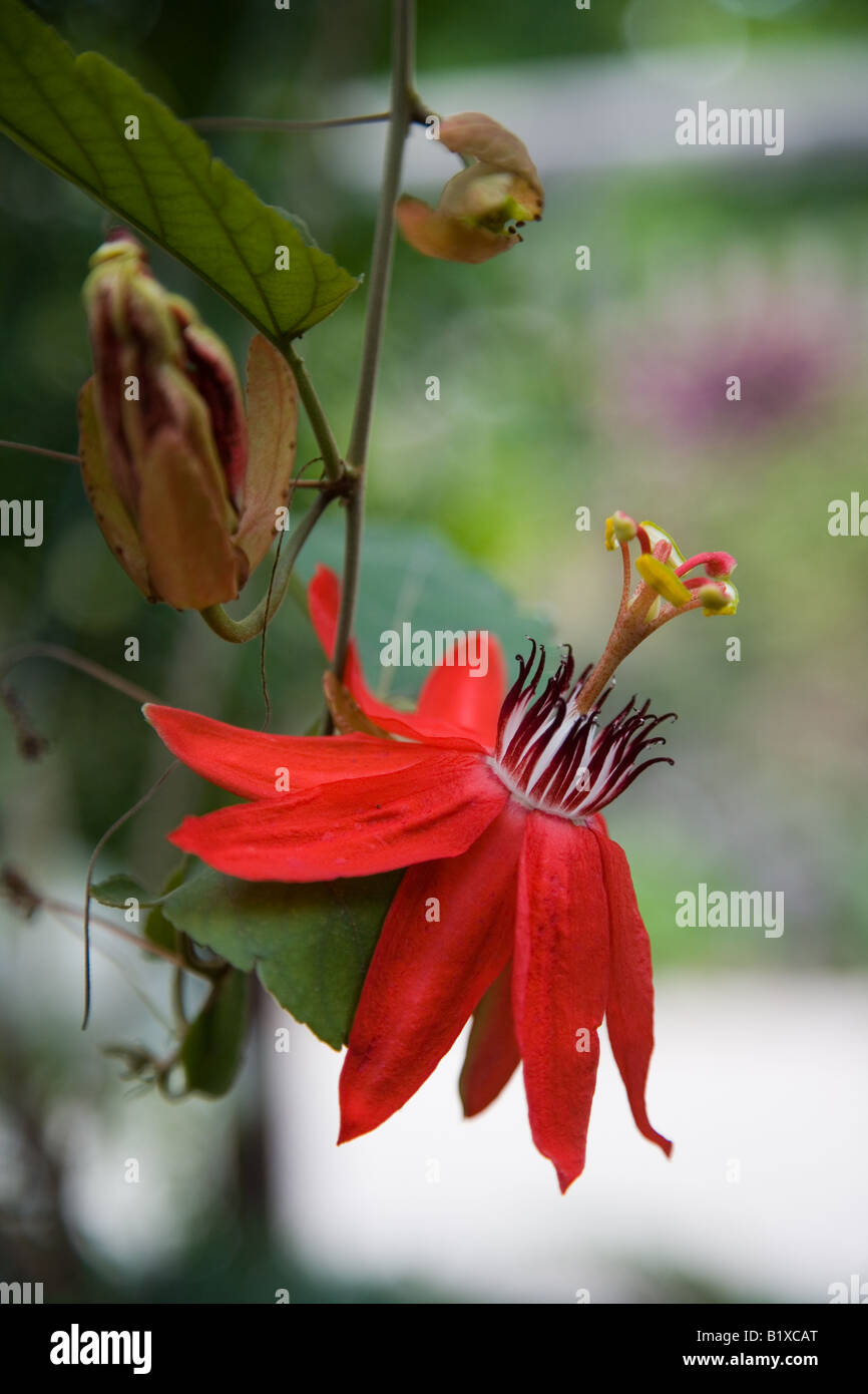 Passiflora Coccinea - rote Passionsblume Stockfoto