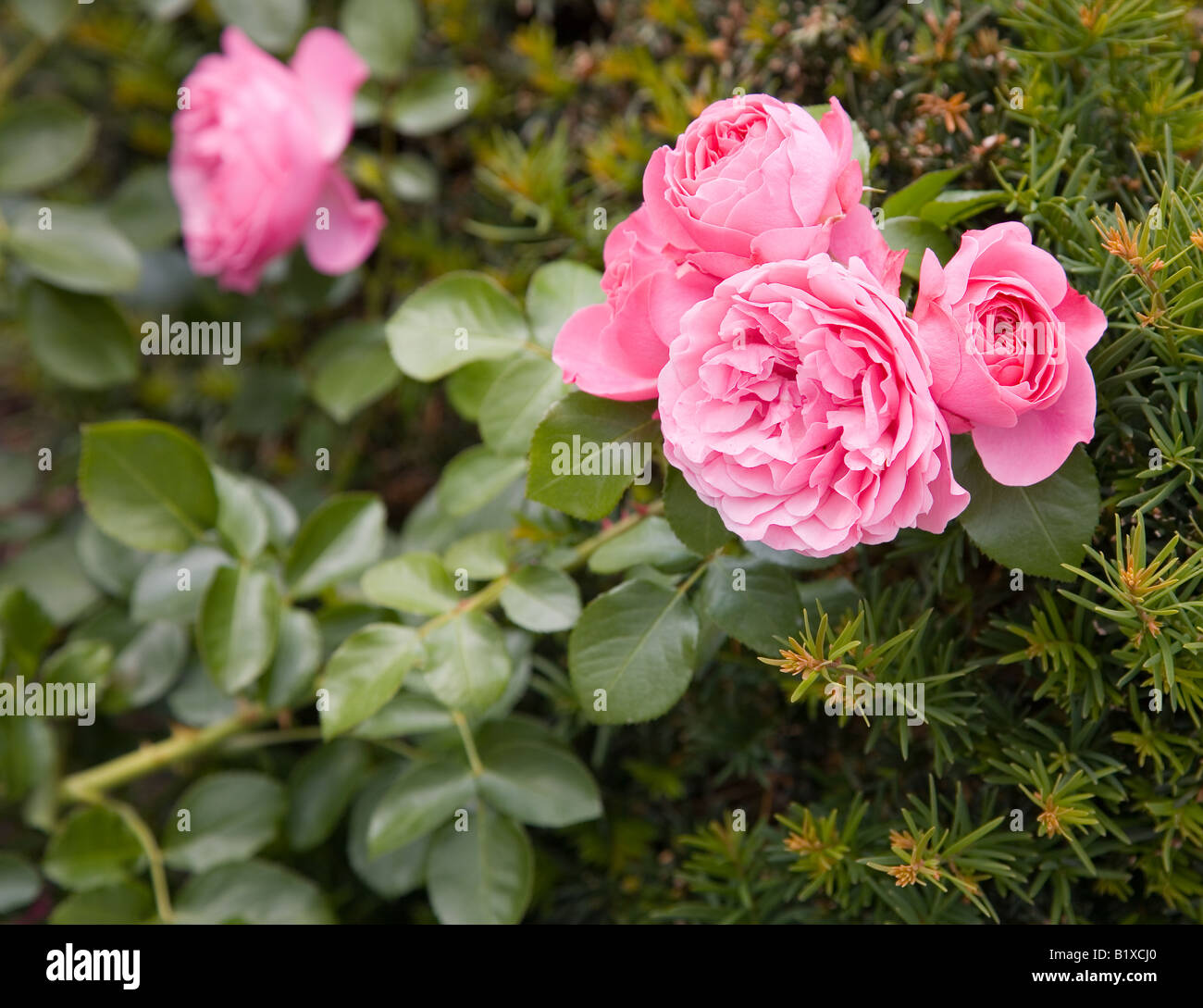 Rote Rose Leonardo da Vinci Stockfotografie Alamy