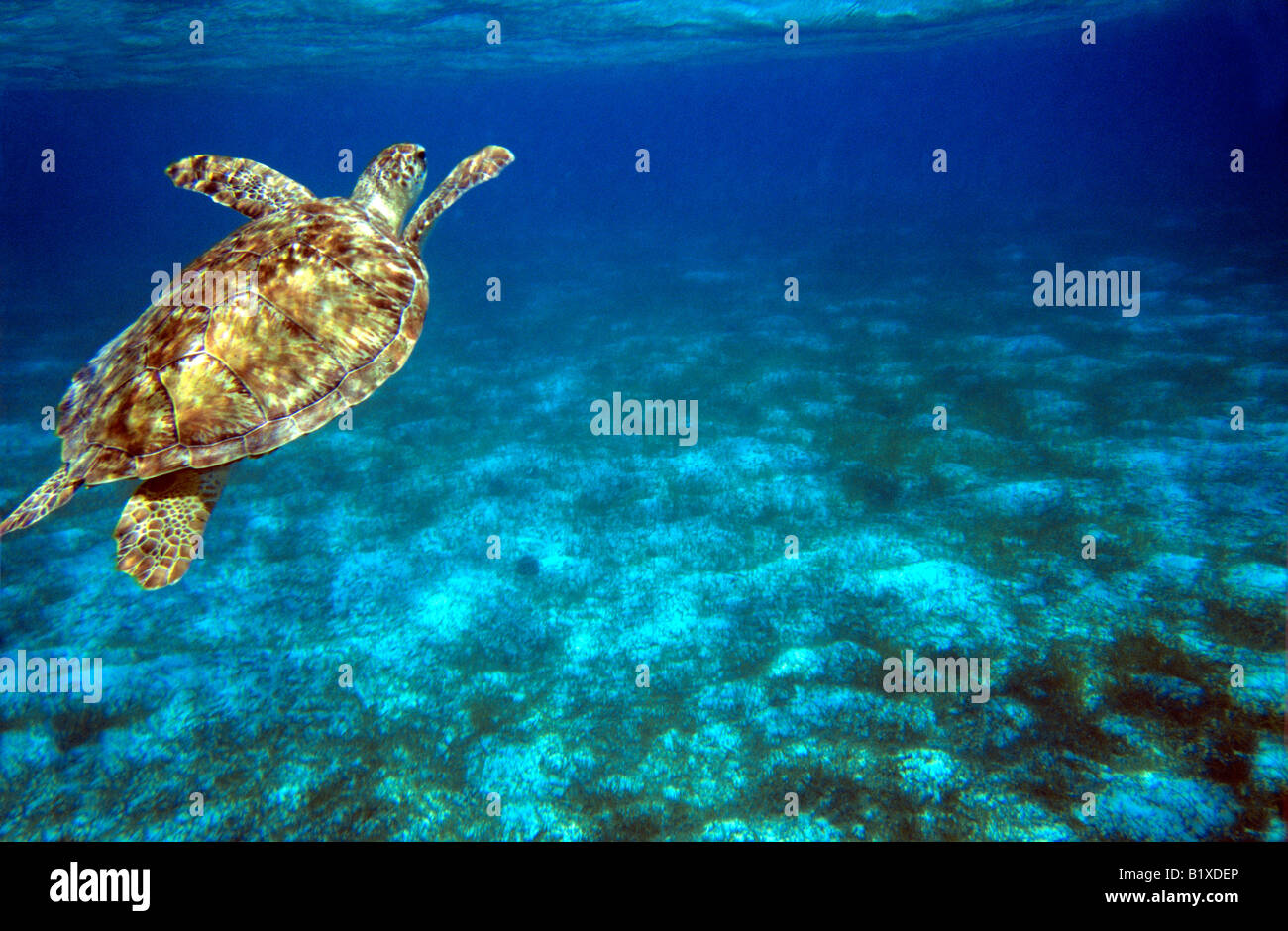 Grüne Schildkröte Überschrift an die Oberfläche zum Atmen über ein Bett von Seegras in den Tobago Cays, östlichen Karibik. Stockfoto