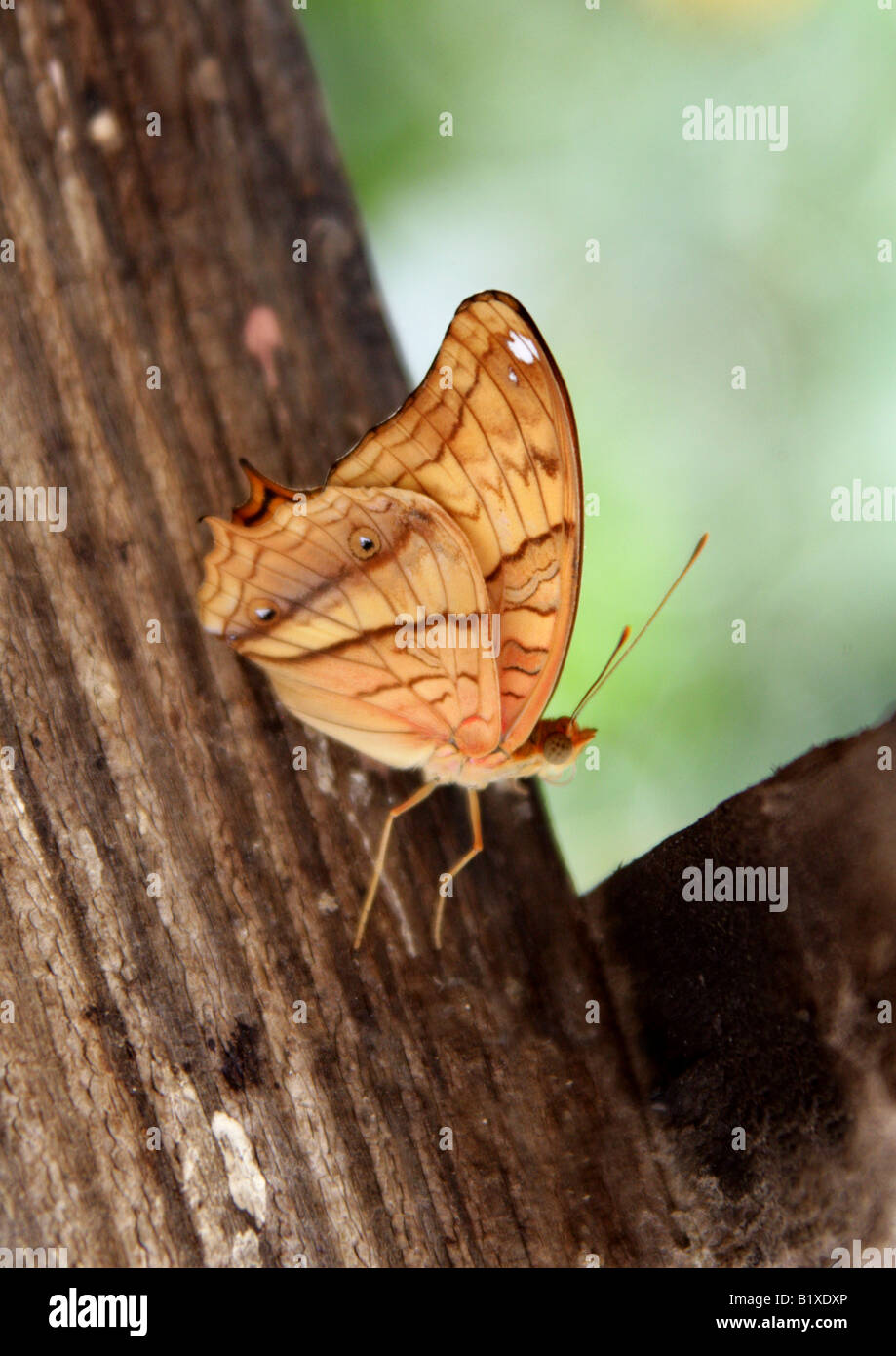 Männliche Cruiser Schmetterling, Vindula Dejone, Nymphalidae, Südasien Stockfoto