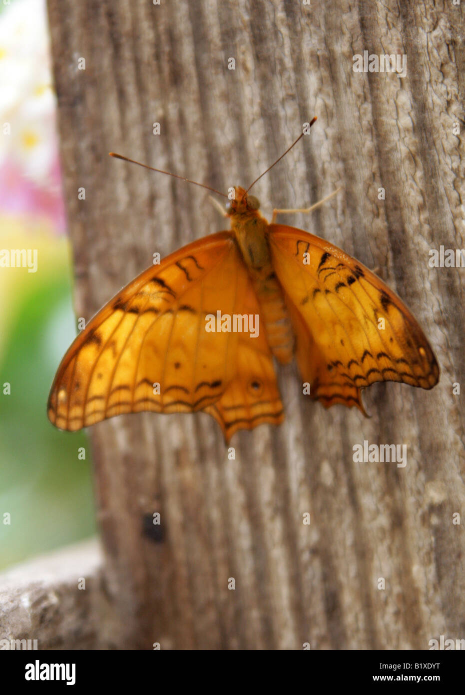 Männliche Cruiser Schmetterling, Vindula Dejone, Nymphalidae, Südasien Stockfoto