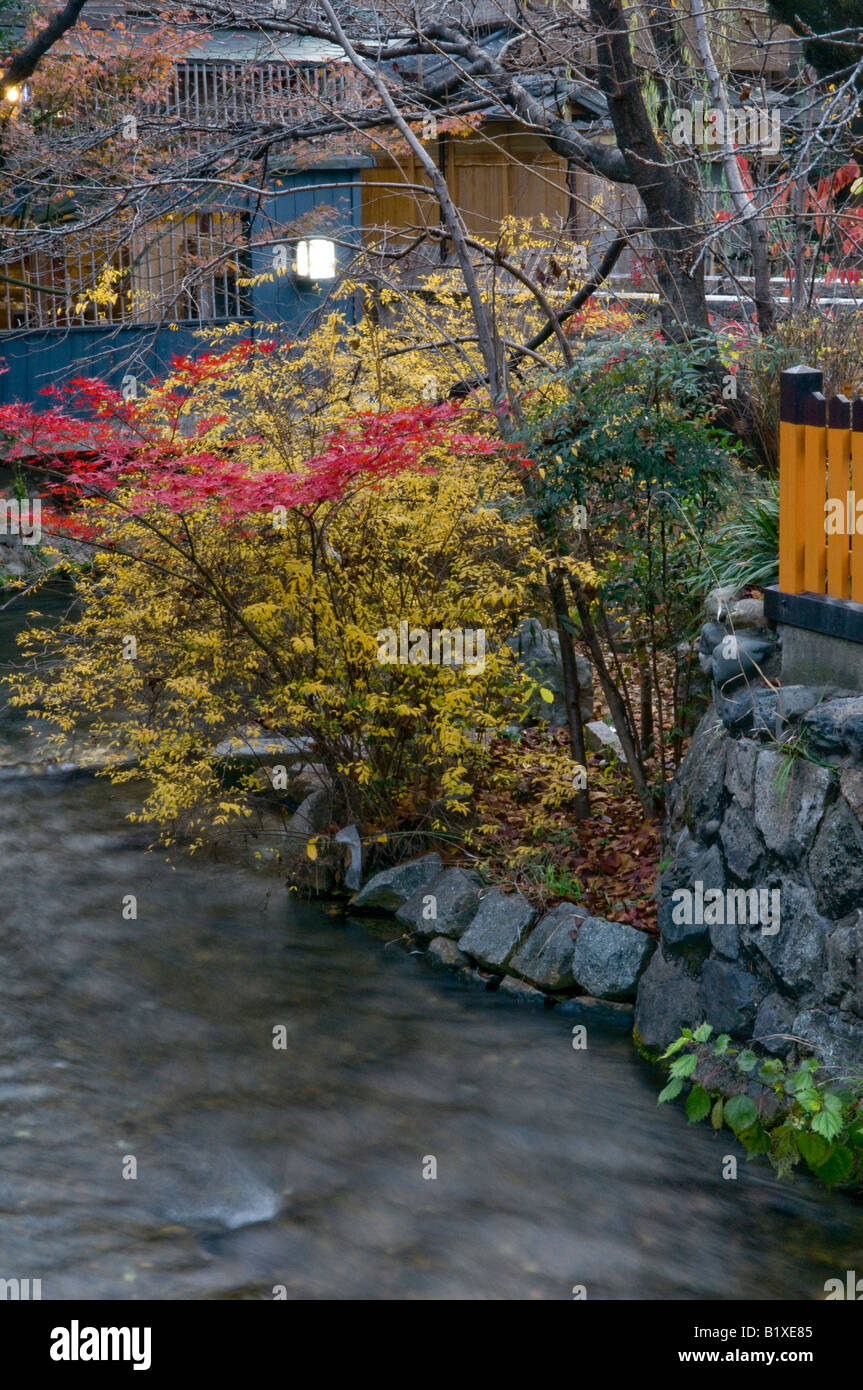 Japan Kyoto Gion Bezirk Shirakawa Fluss Blume Blüte Stockfoto