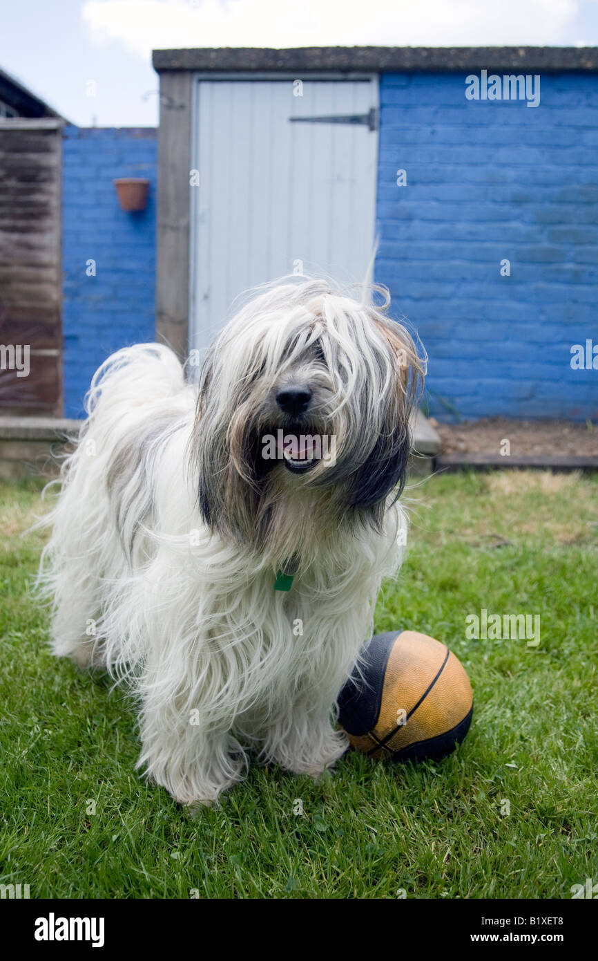 Tibet Terrier spielt mit Ball im Garten Stockfoto