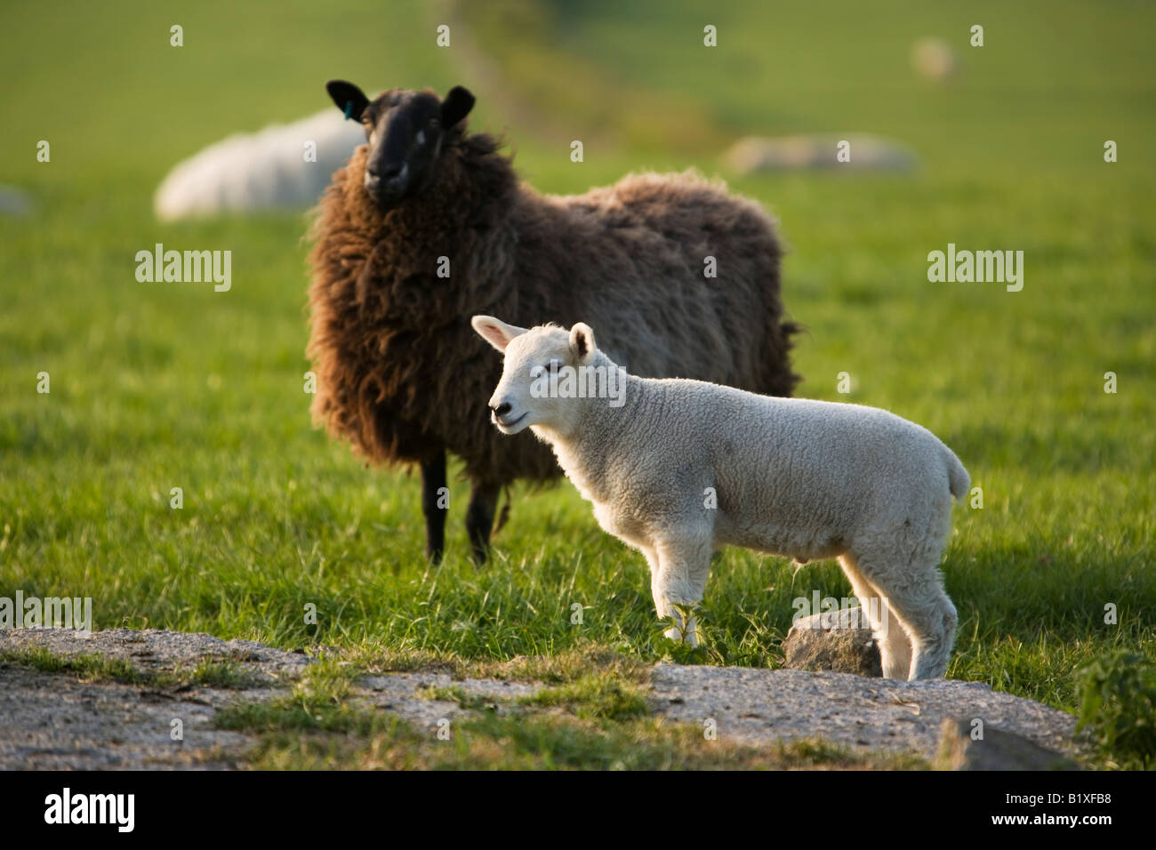 schwarze Schafe mit ihren weißen Lamm-Nachwuchs Stockfoto