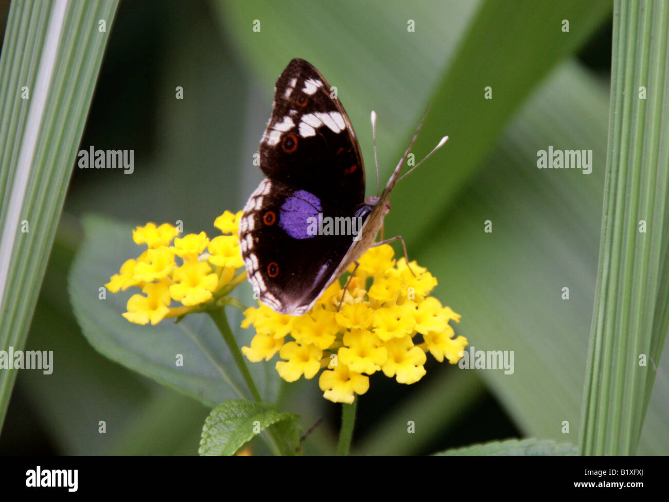 Schwarz Stiefmütterchen Schmetterling, Precis Oinone, Nymphalidae, Afrika Stockfoto