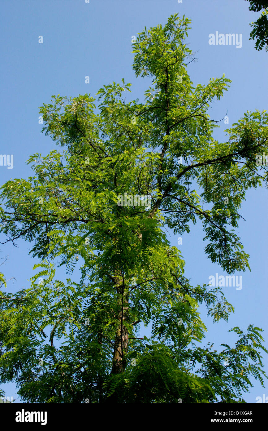 Robinien Baum. Stockfoto