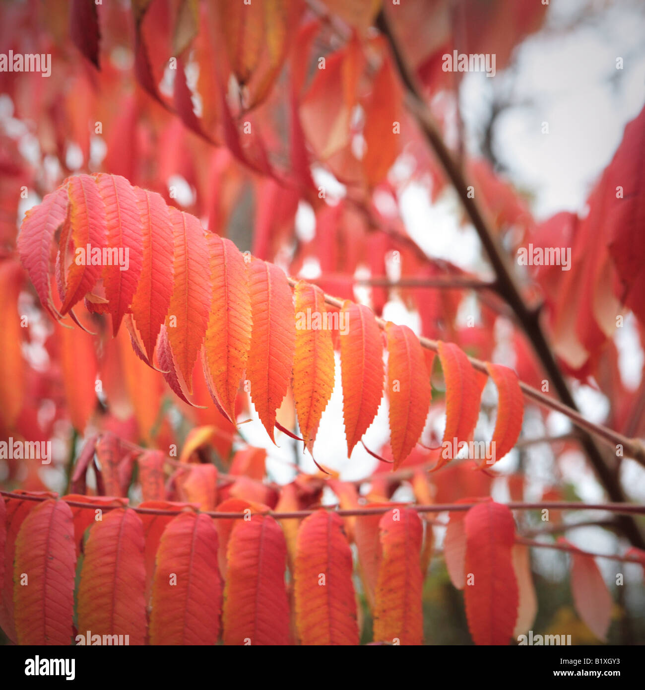 ROTE UND GOLDENE SUMACH STRAUCH LÄSST RUS IM HERBST IN DOOR COUNTY, WISCONSIN USA Stockfoto ROTE UND GOLDENE SUMACH STRAUCH LÄSST RUS IM HERBST IN DOOR COUNTY, WISCONSIN USA Stockfoto