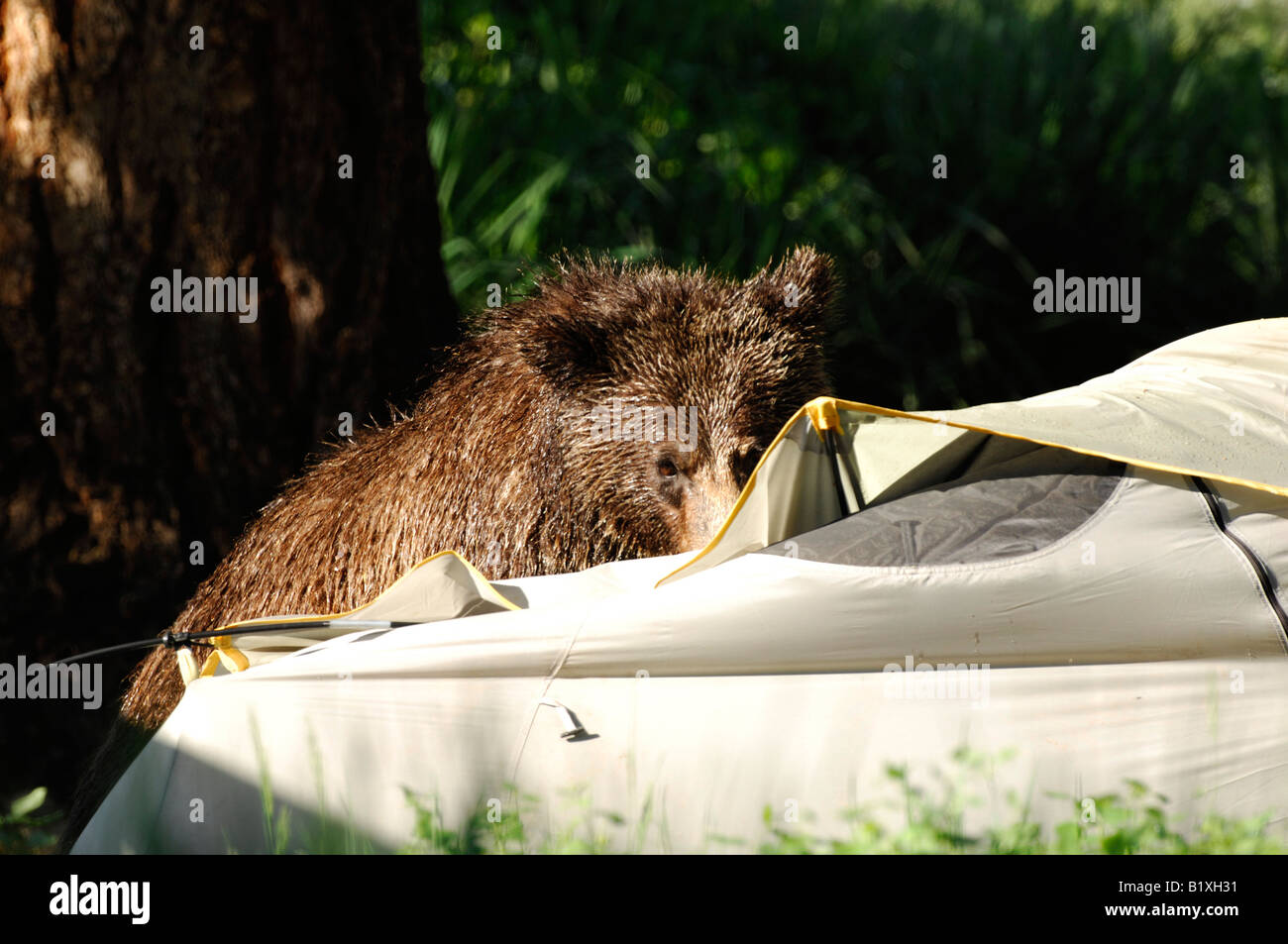 Stock Foto von einem Grizzlybär untersucht ein Zelt auf einem Campingplatz. Stockfoto