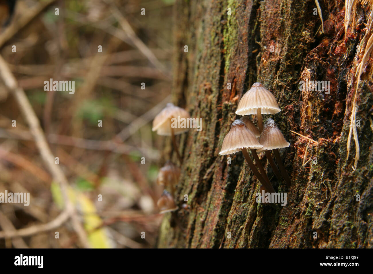 Leichten braunen Pilz mit weißen Kiemen wachsen auf der Seite des Baumstammes. Stockfoto