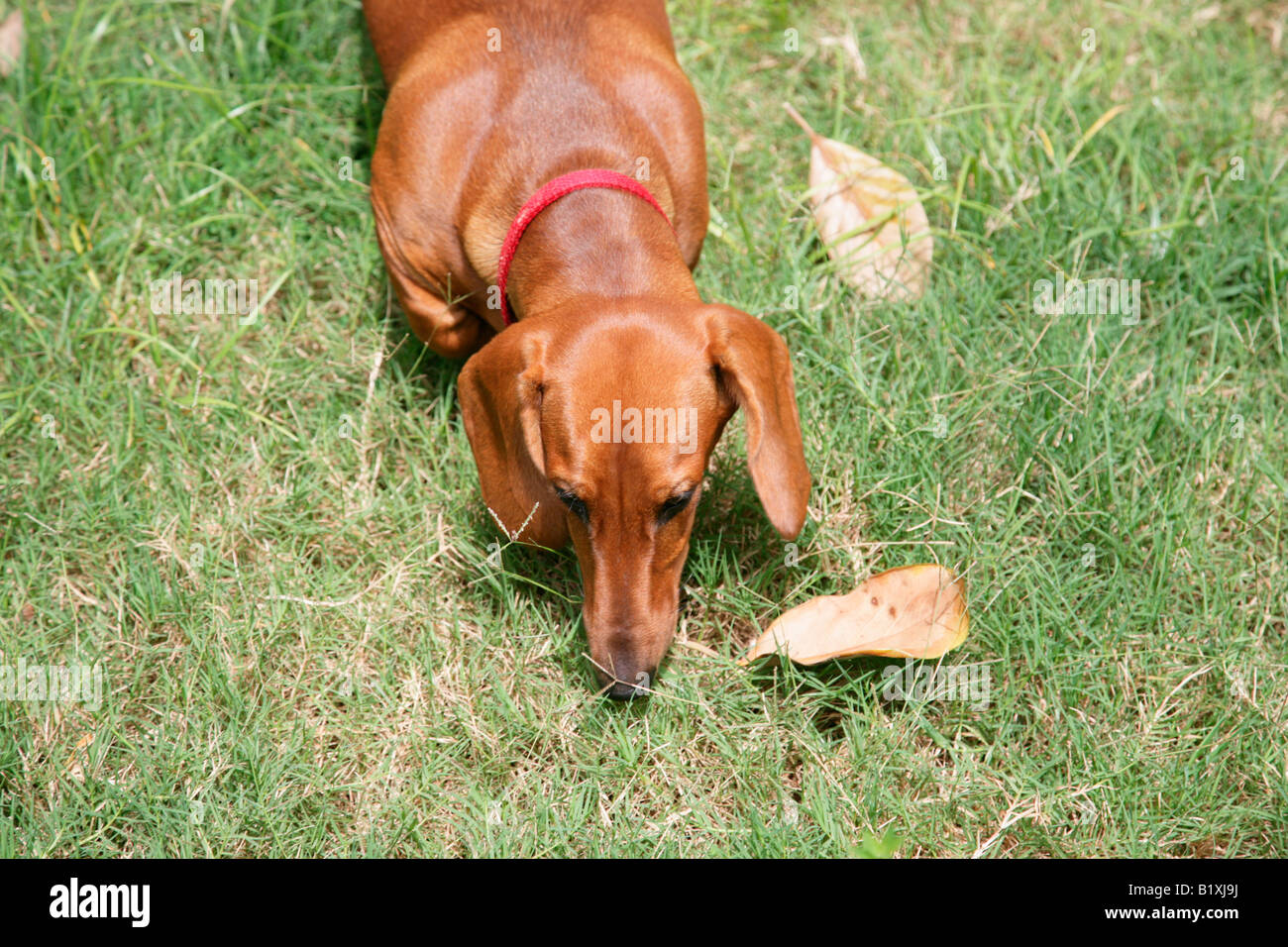 Dauschound Welpen oder Dackel Welpen Stockfoto