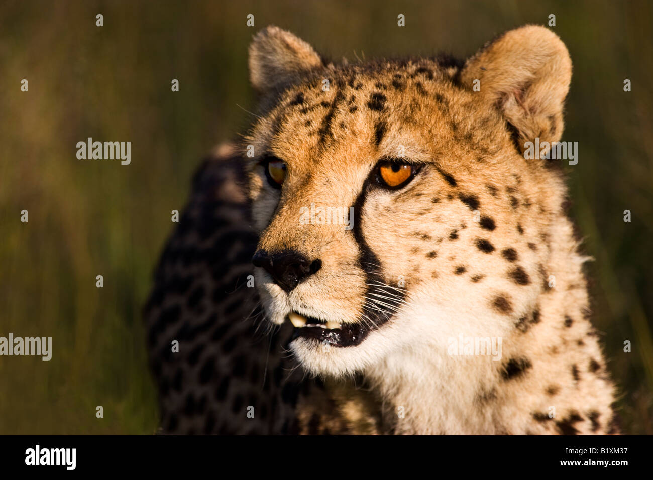 Ein Gepard (Acinonyx Jubatus) im Etosha Nationalpark, Namibia Stockfoto