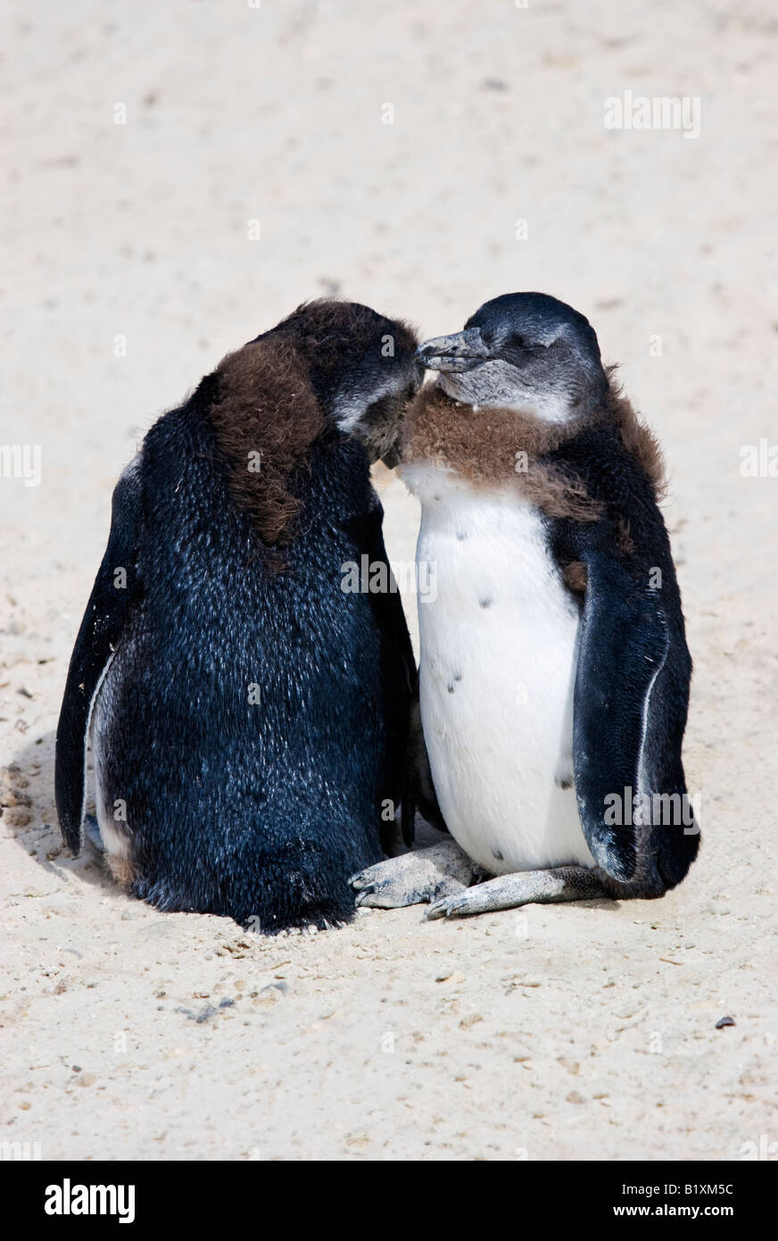 Zwei afrikanische Pinguinküken (Spheniscus Demersus) am Boulders Beach in der Nähe von Cape Town, Südafrika Stockfoto