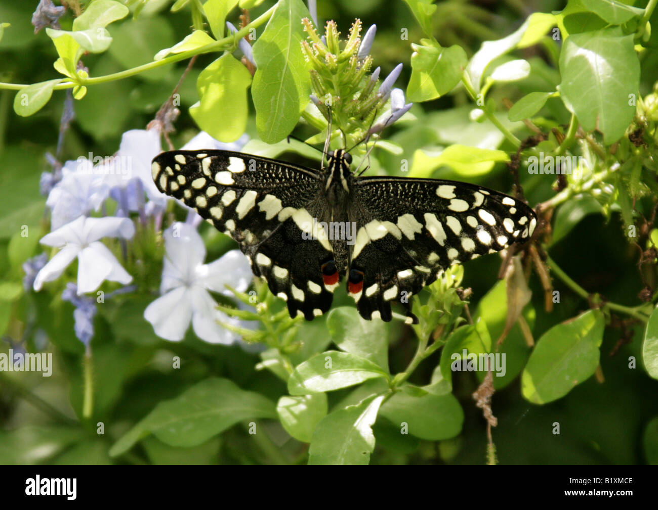 Zitrus Schwalbenschwanz Schmetterling, Papilio Demoleus, Papilionidae, Süd-Ost-Asien-Australien Stockfoto