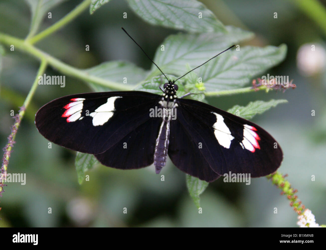 Postbote Schmetterling Heliconius Melpomene, Nymphalidae, Südamerika Stockfoto