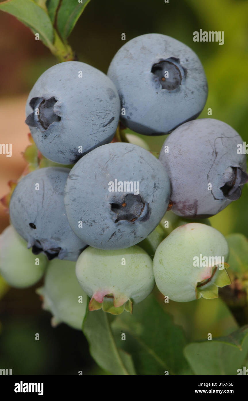 Nahaufnahme von Heidelbeeren Gattung Vaccinium Stockfoto