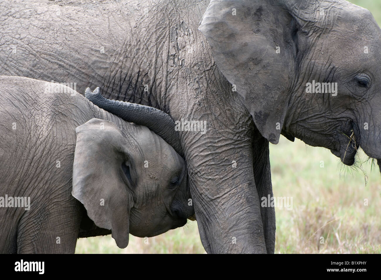Elefant Bild