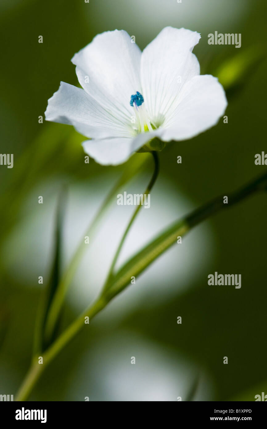 Leinsamen oder Flachs Blume (Linum Usitatissimumon) auf einem natürlichen Hintergrund weiß Stockfoto