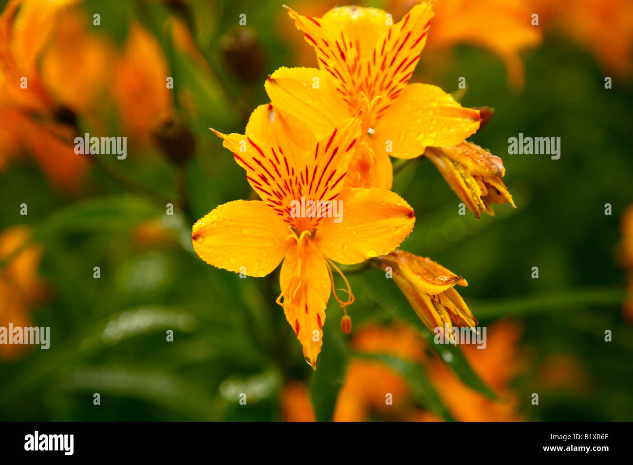 Gelbe Tiger Lily Flower Stockfoto