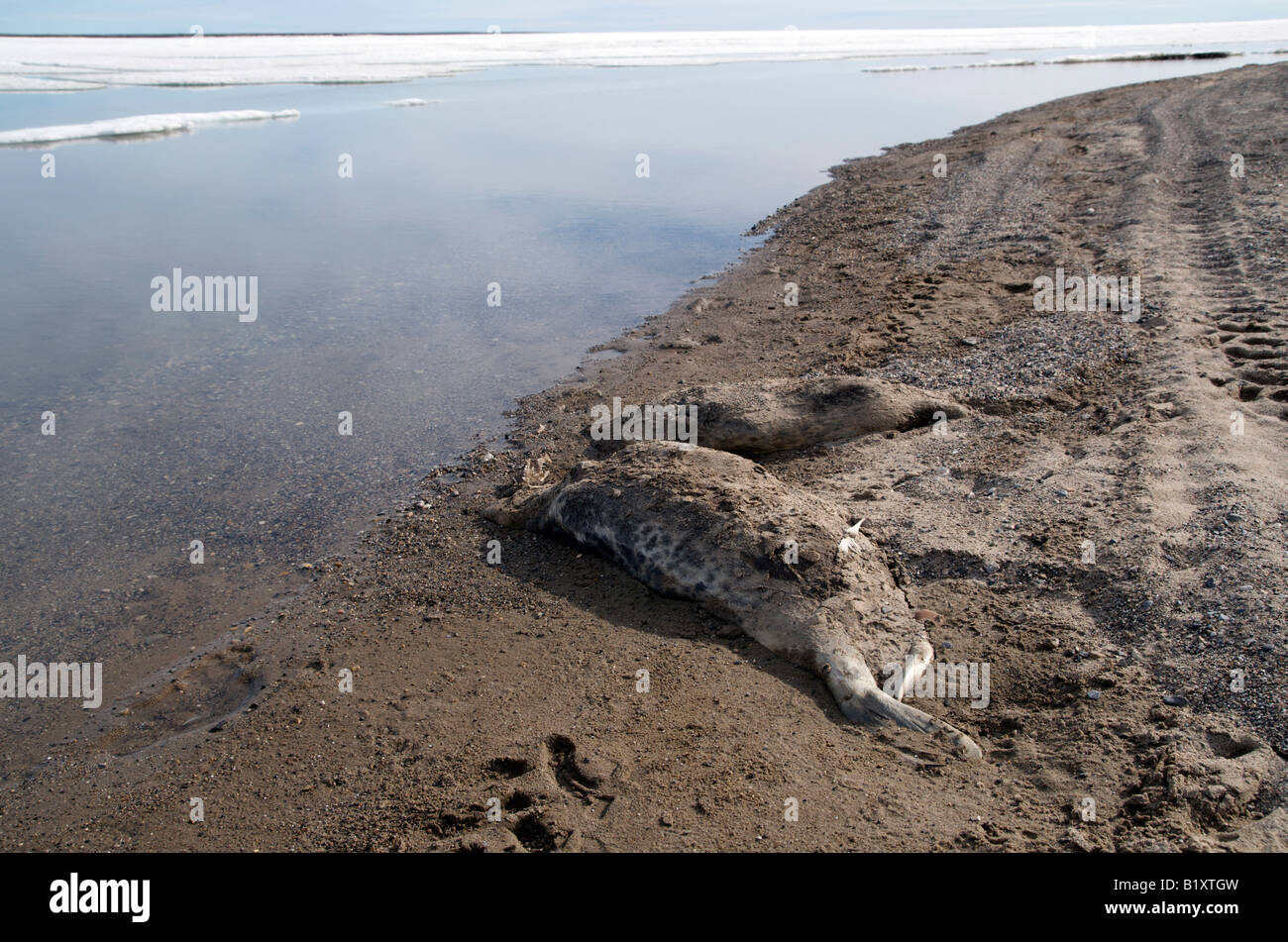 Rohbau eines Seeleoparden am Strand der arktischen Gemeinschaft Sachs Harbour, Nordwest-Territorien, Kanada gesehen. Kanadische Arktis Stockfoto