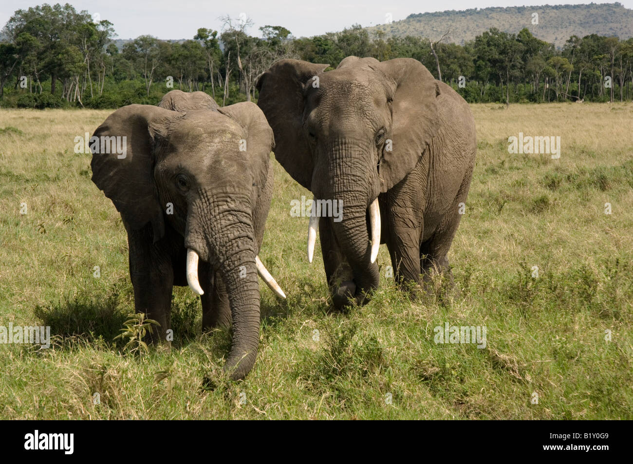 Afrikanischer Elefant, Kenia, Afrika Stockfoto