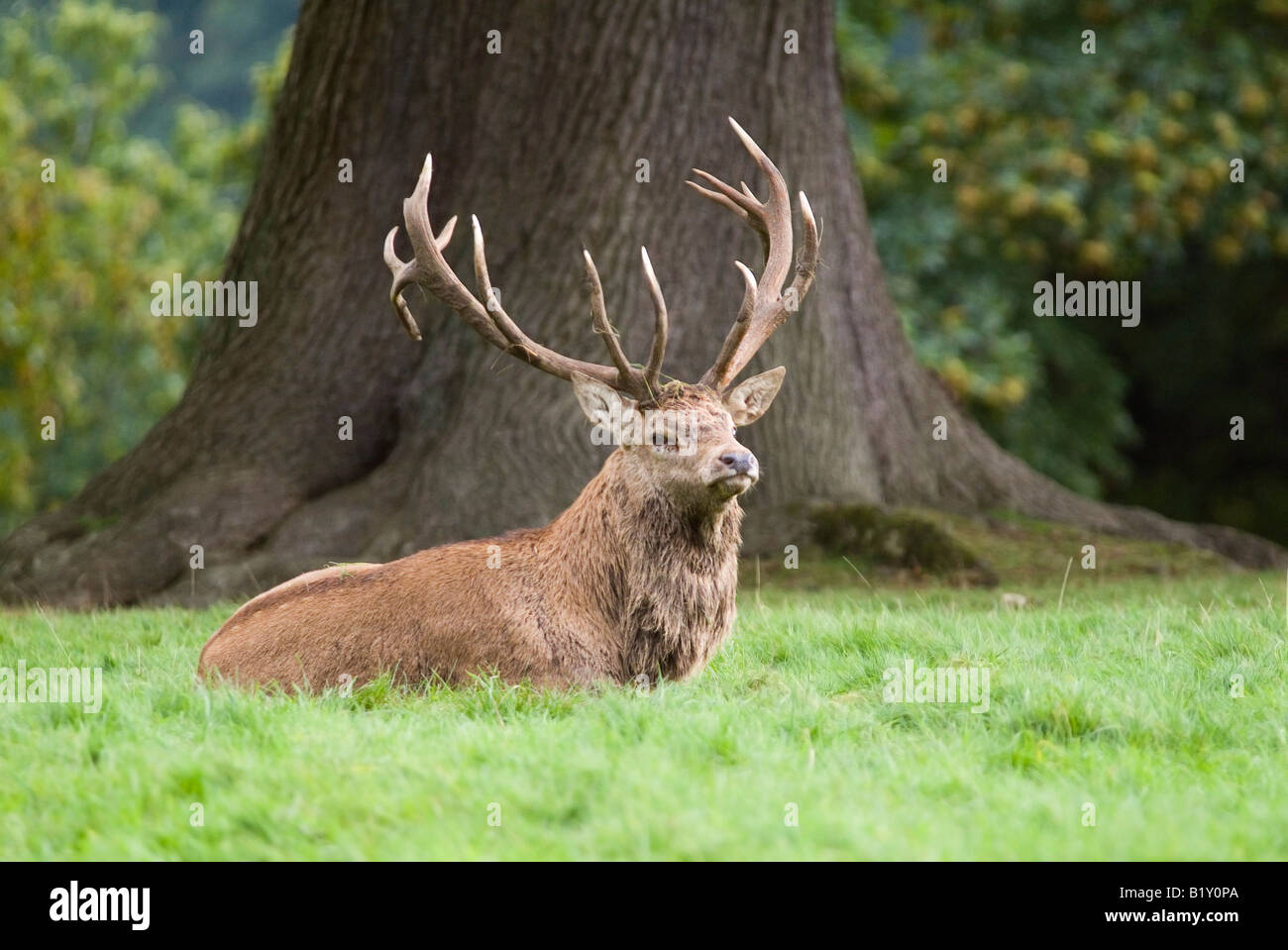 Hirsche in der Brunft, Studley Royal Deer Park, Ripon, Nordyorkshire Stockfoto