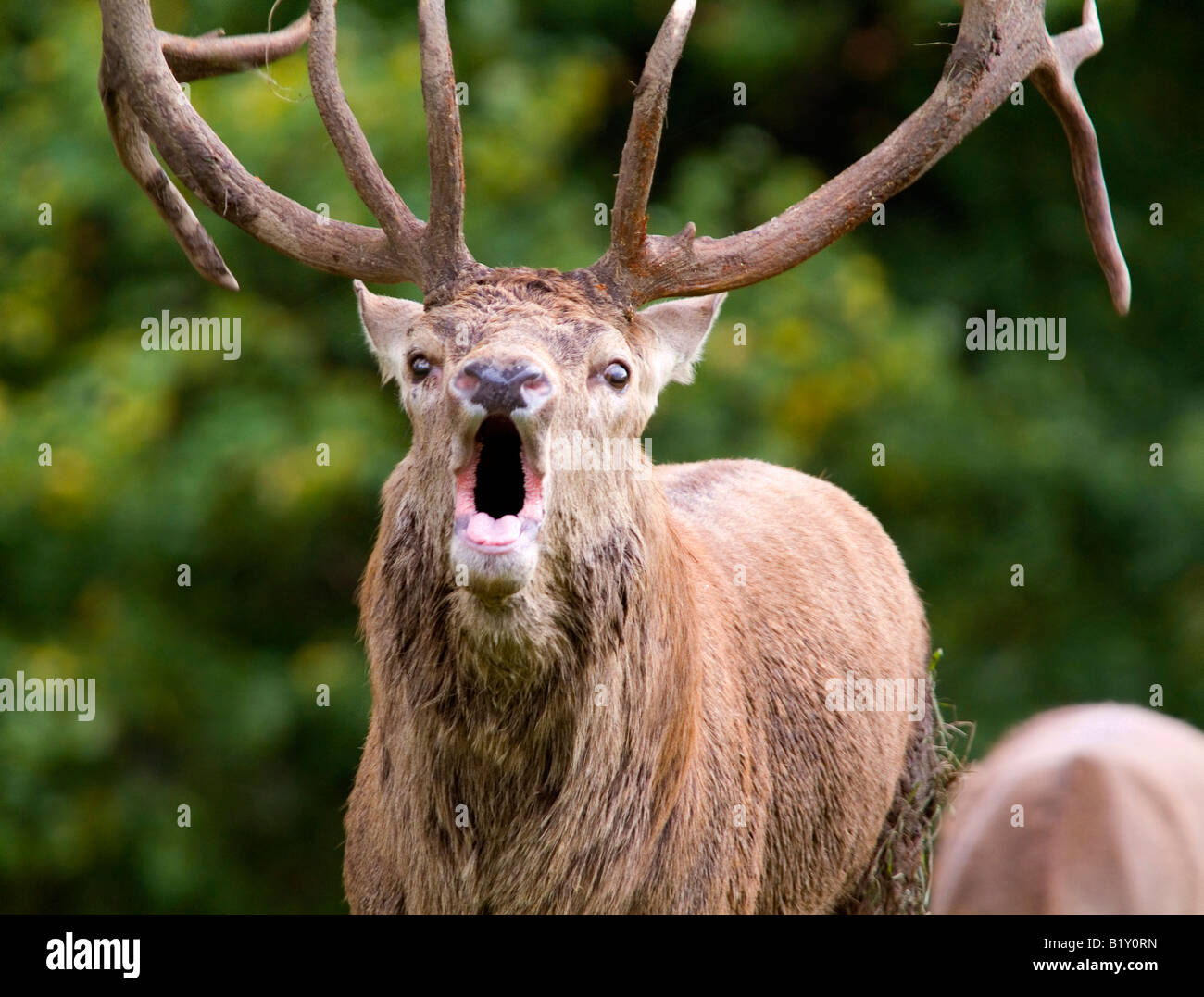 Hirsche in der Brunft, Studley Royal Deer Park, Ripon, Nordyorkshire Stockfoto