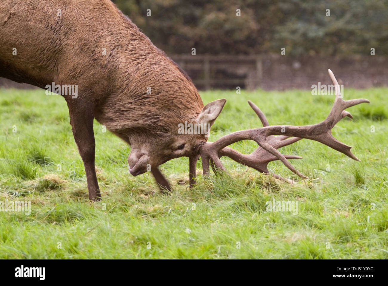 Hirsche in der Brunft, Studley Royal Deer Park, Ripon, Nordyorkshire Stockfoto