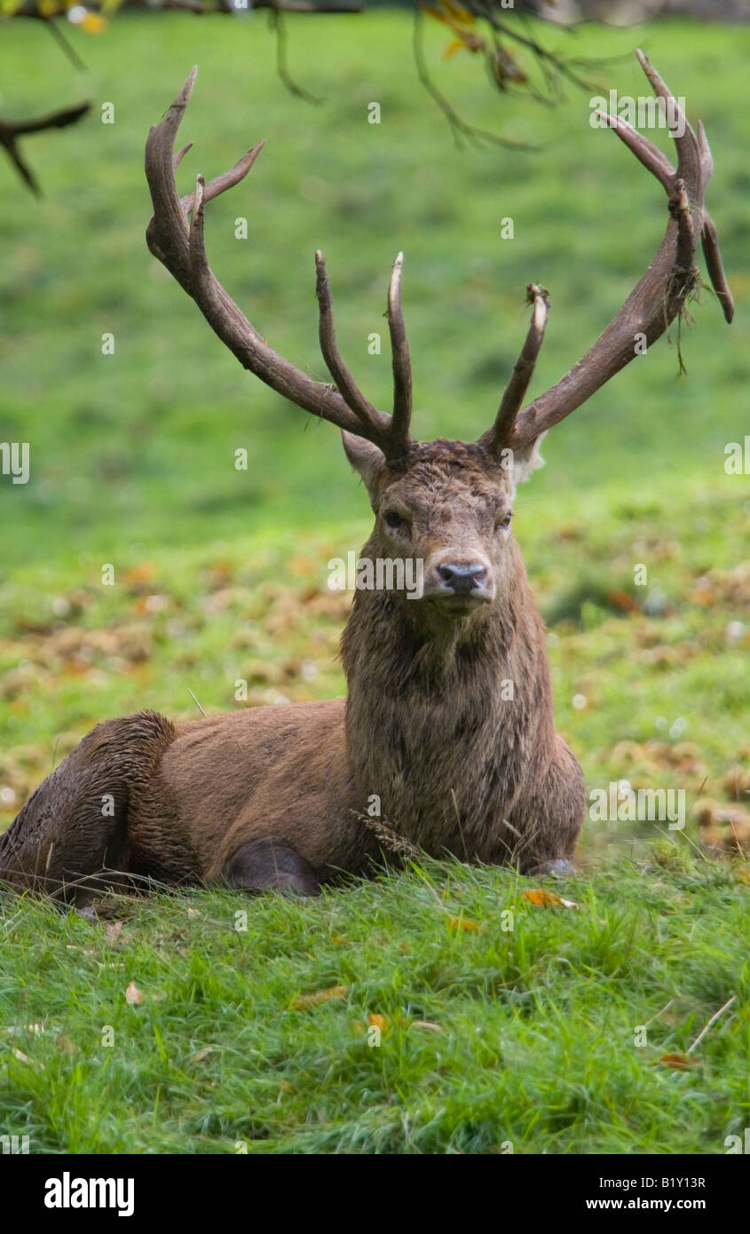 Hirsche in der Brunft, Studley Royal Deer Park, Ripon, Nordyorkshire Stockfoto