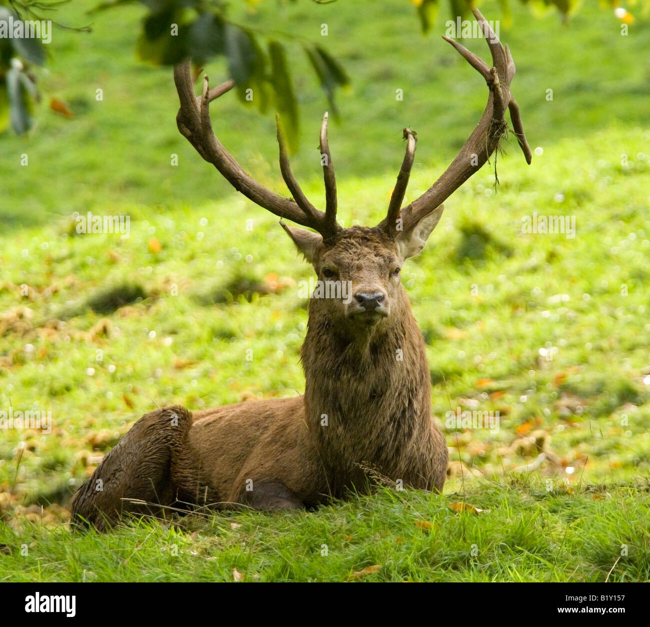 Hirsche in der Brunft, Studley Royal Deer Park, Ripon, Nordyorkshire Stockfoto