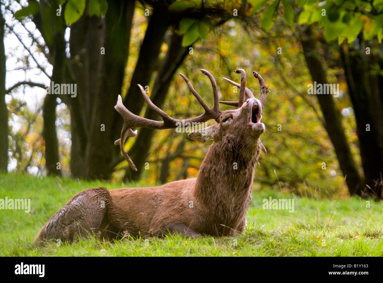 Hirsche in der Brunft, Studley Royal Deer Park, Ripon, Nordyorkshire Stockfoto