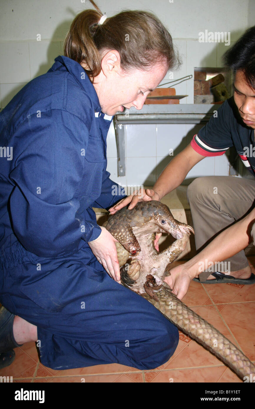 Tierarzt Behandlung von verletzten Pangolin unterstützt durch vietnamesische Assistent Stockfoto