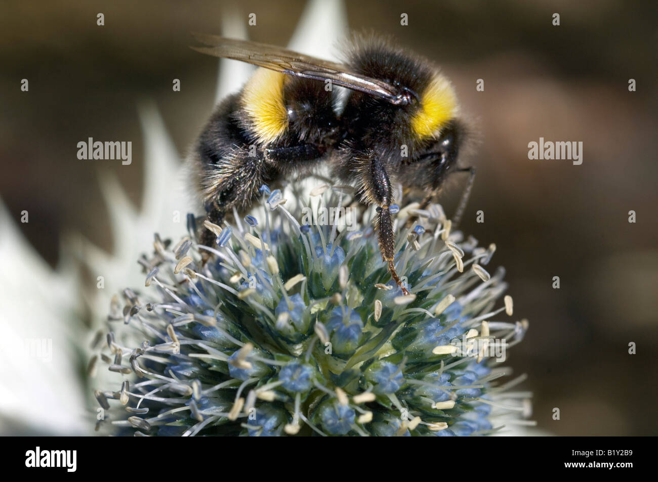 Ein Buff Tailed Bumble Bee bestäubt eine Eryngium Distel in Denman Gärten Fontwell West Sussex UK Stockfoto