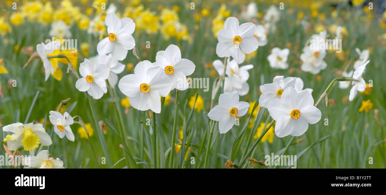 Panorama der weißen Narzissen im Frühjahr Stockfoto