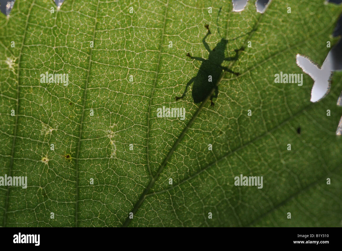 Schatten der braunen Fichte Käfer von der Unterseite eines Blattes teilweise gegessen. Die Adern des Blattes sind perfekt detailliert Stockfoto