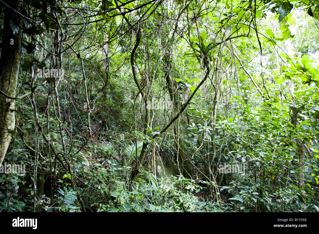 Ilha Grande Stockfoto