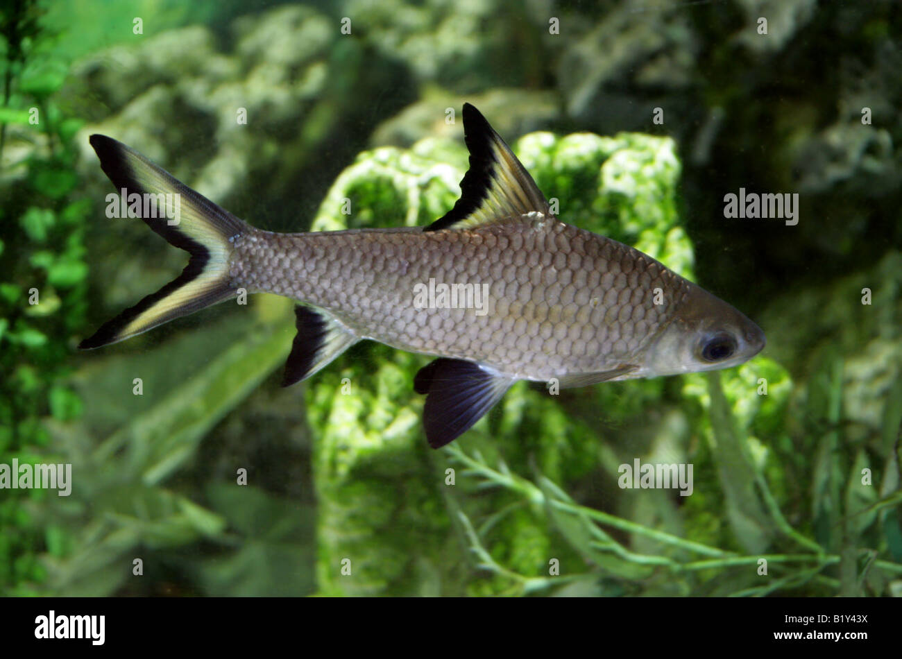 Silber-Hai oder Bala Shark Balantiocheilos Melanopterus Malaysia Stockfoto
