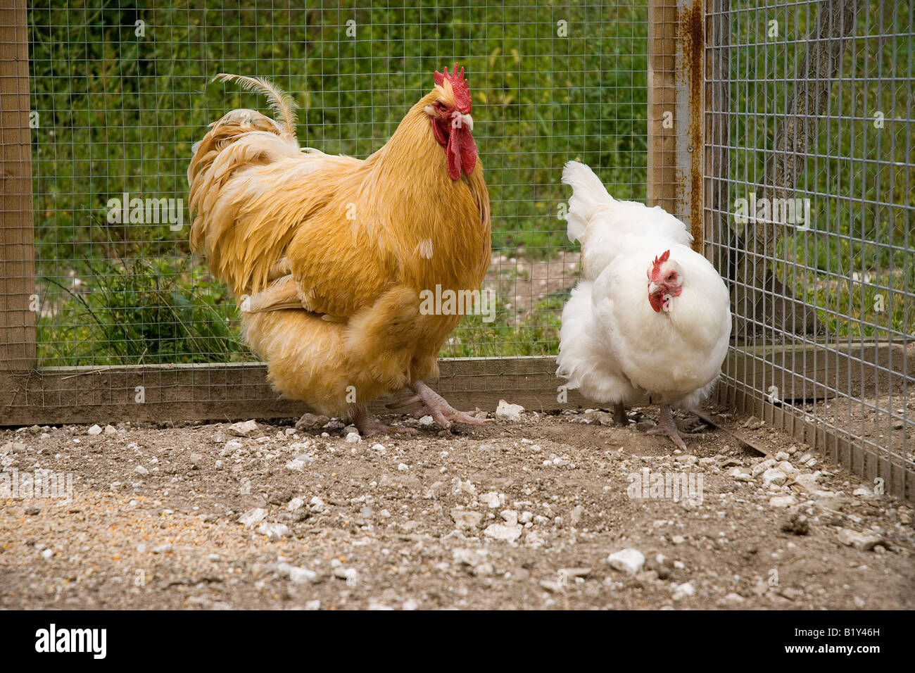 Buff Orpington & weißen Sussex Stockfoto