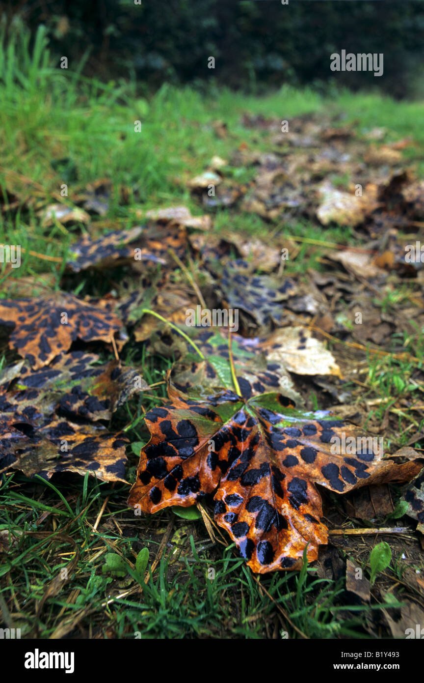 tar-spot Pilzes Rhytisma Acerinum auf Ahorn Blätter Stockfoto