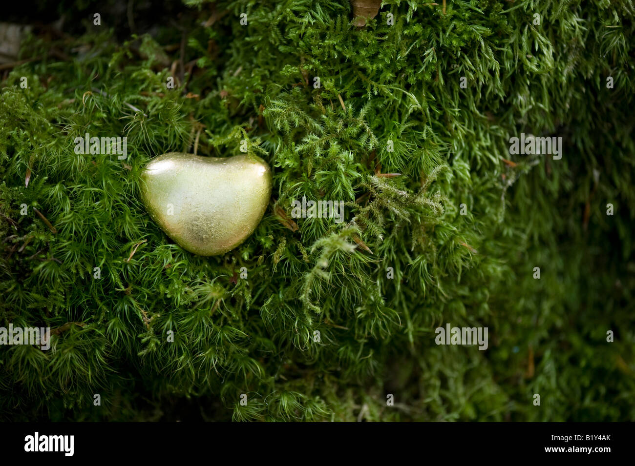 Gold Herz-Form-Kiesel unter Moos Stockfoto